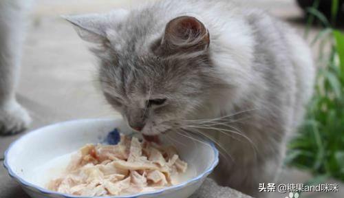 ramical金枪鱼猫粮价格:从健康的角度出发，猫咪只喂猫粮可以吗？