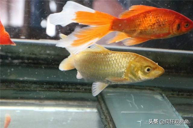 多彩鹦鹉鱼:冷水鹦鹉鱼和草金还有锦鲤鱼的区别是什么？
