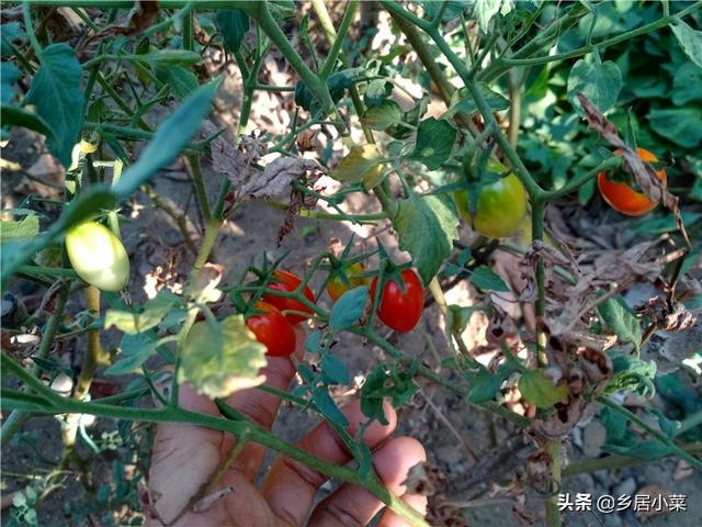 头条问答 西红柿苗栽的浅会有什么影响 乡居小菜的回答 0赞