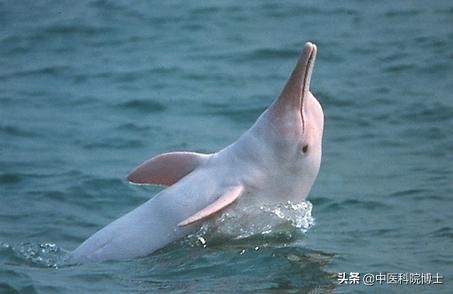 中国神奇动物，你见过最神奇的动物是什么