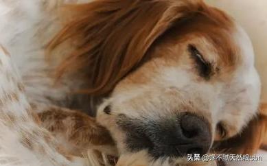 莱姆病症状有什么:抗莱姆病有什么真症状 引起狗狗肾衰竭的原因有哪些？该怎么预防？