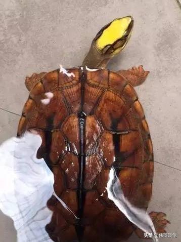 龟板价格:怎么分辨金钱龟宝宝真假？
