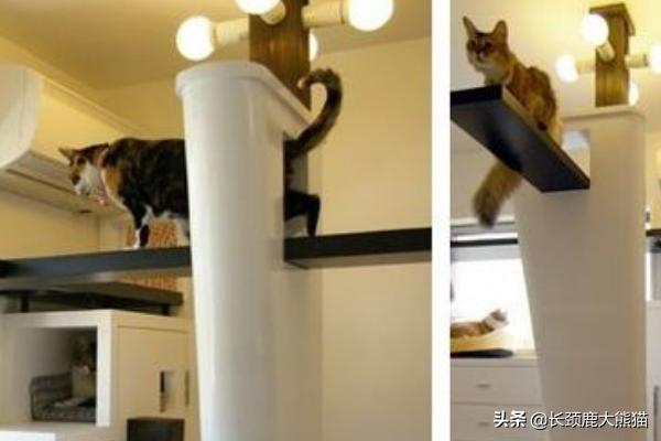 卡尔特猫的猫窝里面很臭:养猫家庭如何减少猫的异味？ 卡尔特猫是短鼻猫吗