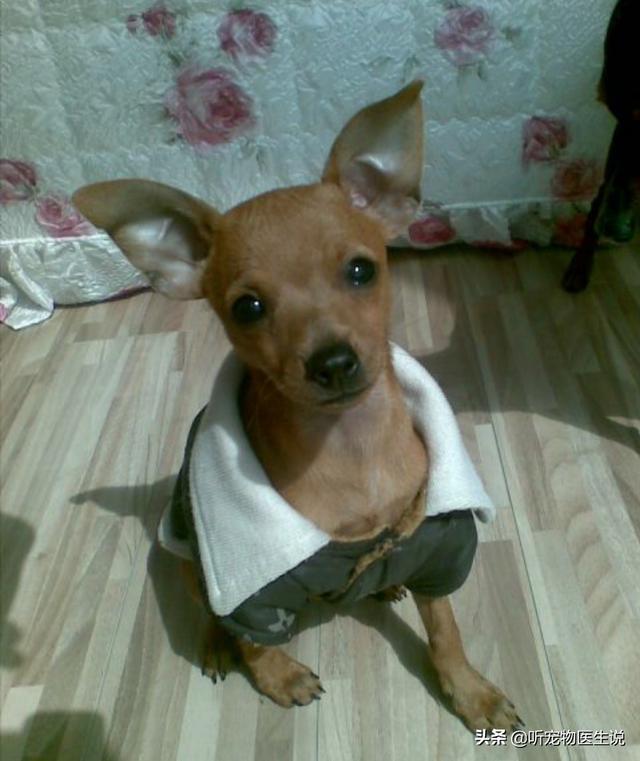 鹿犬:小鹿犬的腿打哆嗦，是怎么回事？是缺钙吗？ 鹿犬千万别养