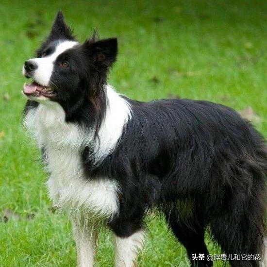 沈阳边境牧羊犬吧:怎样教边境牧羊犬定点大小便？