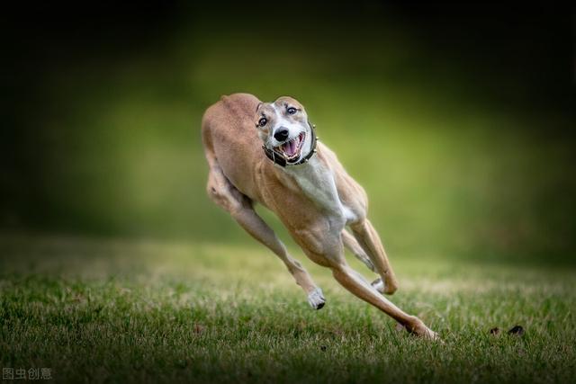 外国用猎犬打猎视频:狗的速度，能不能追上博尔特这样的田径高手？