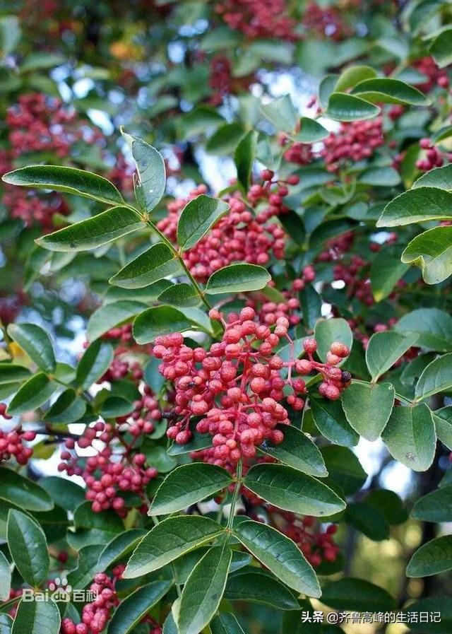 头条问答 花椒种植用什么肥料合适 齐鲁高峰的生活日记的回答 0赞