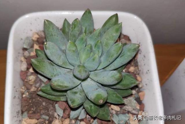 王玉珠帘多肉植物图片:我养的千佛手变黑了，叶子一碰就掉，怎么办？