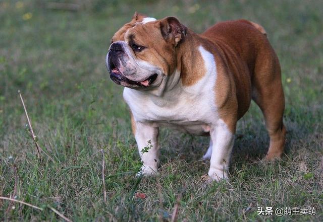 惠比特犬体味重吗:体味很大的狗狗都有哪些？