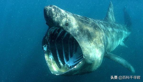 海里最可怕的动物图片