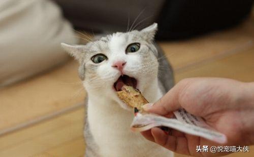 头条问答 两个月的小猫除了猫粮还可以吃什么 爱宠小毛毛的回答 0赞