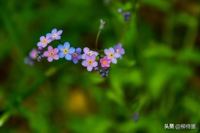 勿忘我和情人草:喜欢养花、插花，专业或业余花艺爱好者，怎样买花？