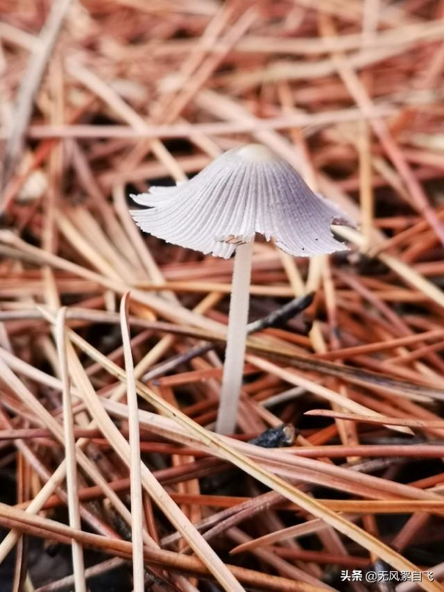 手机拍照时应该怎样正确持机，可以保证拍摄清晰，稳定