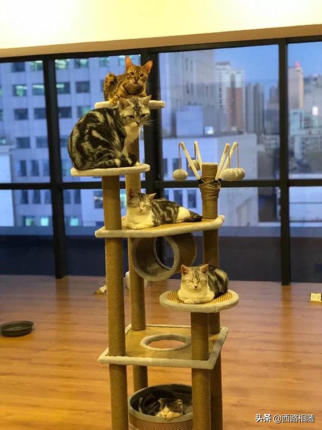冬天半夜猫叫:有些猫为什么总在晚上大叫？ 冬天半夜猫叫的撕心裂肺