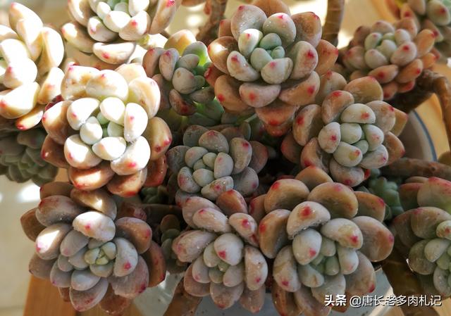 罗琦老公:多肉劳尔和罗琦有什么区别？