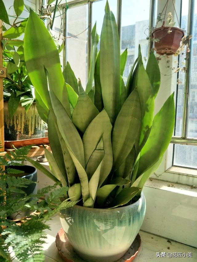 白玉是什么颜色,白玉虎皮兰为什么会呈绿色？