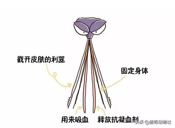 知了吃什么树汁:有谁见过成虫蝉把口器插入树木中吸食树木汁液的？