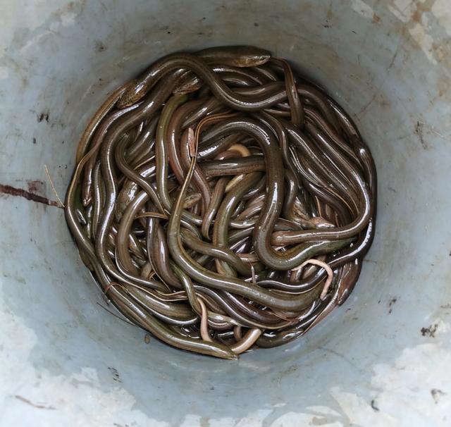 亚峰水族搬家:水上面建鸡场，上面养鸡，下面养鱼，这样的养殖基地可行吗？