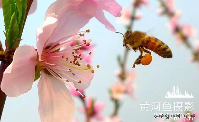 4大桃花月份;桃花2月份开花吗