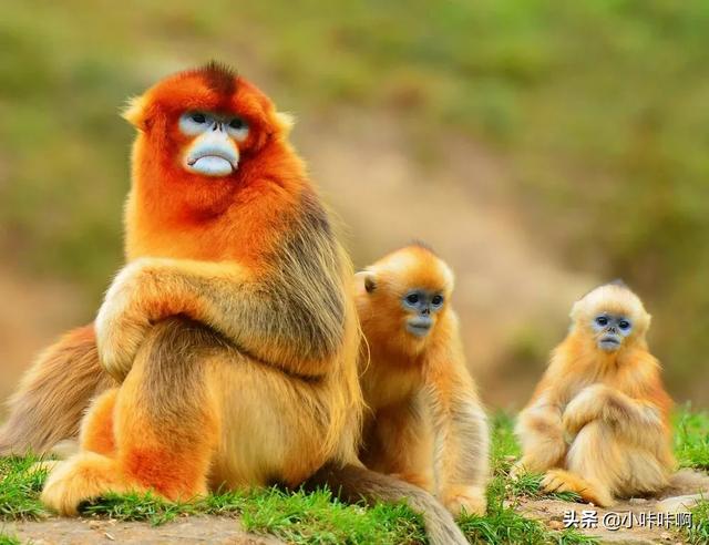 海洋哺乳类动物价值:从生物学的角度来看，鲸鱼为什么是哺乳动物？
