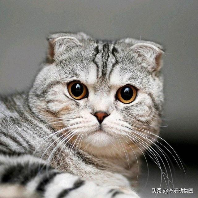 美洲长尾虎猫那里可以买到:同为猫科动物，猫和老虎到底有什么区别？