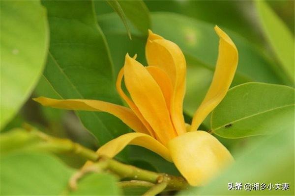 黄兰:黄兰淮 七月份了，怎样可以让黄兰开花？