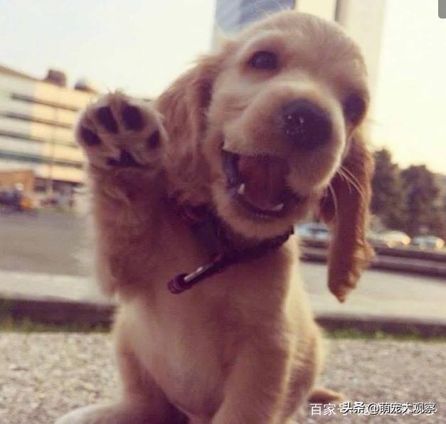 狗狗生病时打疫苗:狗狗如何打疫苗一共要打几次？
