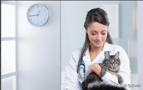 小猫一直打喷嚏其他都好:猫咪一直打喷嚏流鼻涕是猫鼻支吗？
