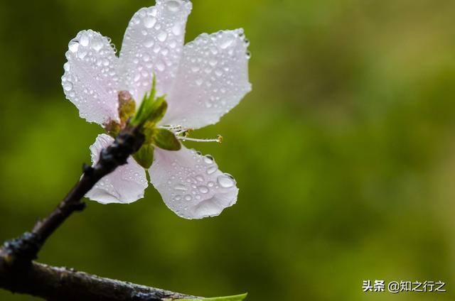 清明時節雨紛紛說的是雨還是淚