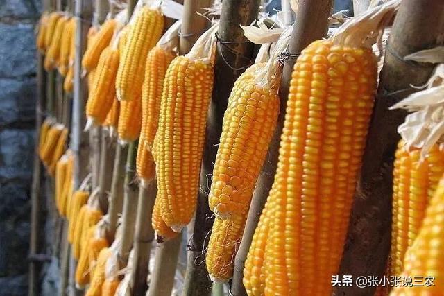 彬硕:强硕168在山东能种吗？
