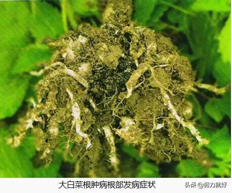 花叶芋根结线虫病:吊兰底部生长的疙瘩是什么？
