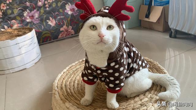 泉州布偶猫价位:月工资要多少才能养的起一只猫？