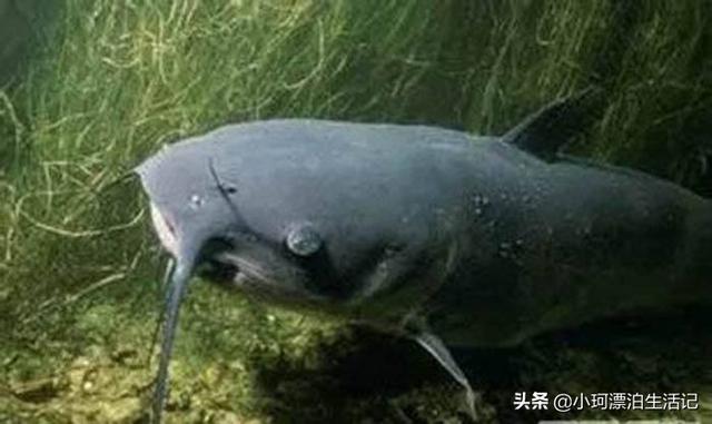 塘鲺吃什么最快长大:帆布地养的塘虱鱼怎样换水？