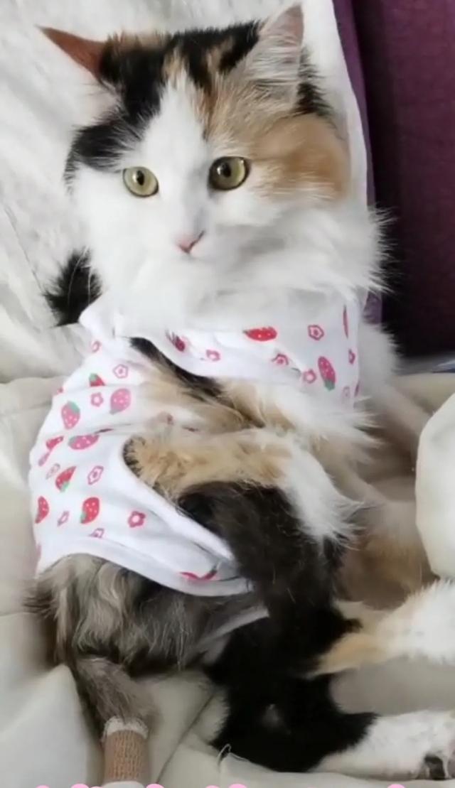 猫咪舔了皮特芬:母猫绝育以后第三天还是第四天舔了伤口怎么办？