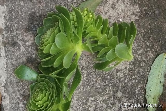 长生草属有多少花瓣:多肉植物发了很多小芽，怎么办？