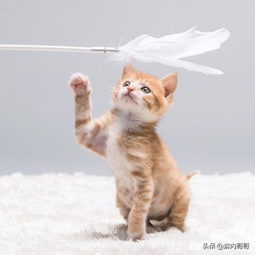 逃出可爱猫咪房间:小猫刚回新家一直躲着不出来怎么办？ 猫咪逃离密室