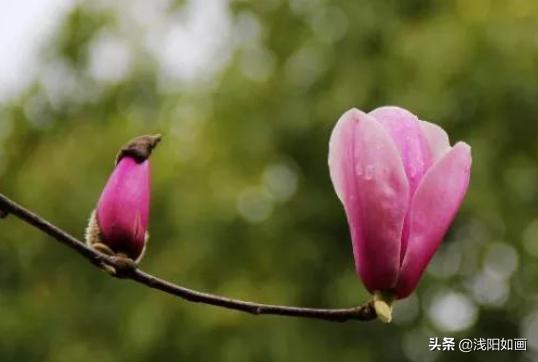 抓住救命稻草的野兽们:有人说“再大的痛苦自己也要忍着，不要逢人就说”对此你怎么看？