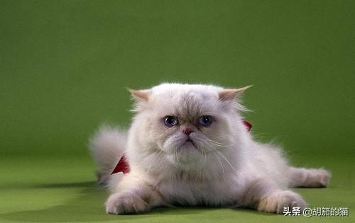 猫咪尿频:临清狮猫尿频尿急会自己好吗？