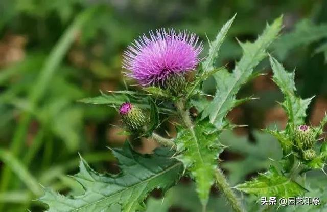 胜红蓟的禁忌:像蒲公英的红色花叫什么花？