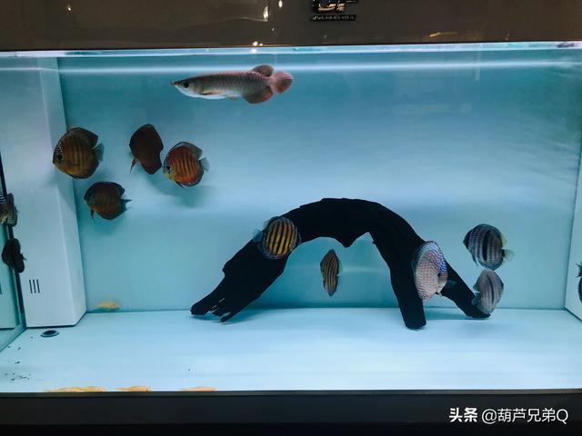 家中养鱼好么:鱼适合家家都养吗？哪些适合家养？