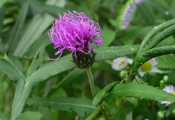 农村有一种叫刺蓟草,它有哪些功效和作用呢?-头条问答