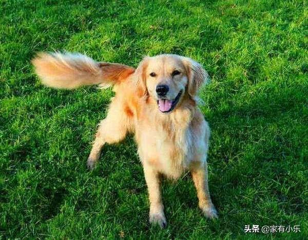 头条问答 狗狗有什么肢体语言 摇尾巴是什么意思 16个回答