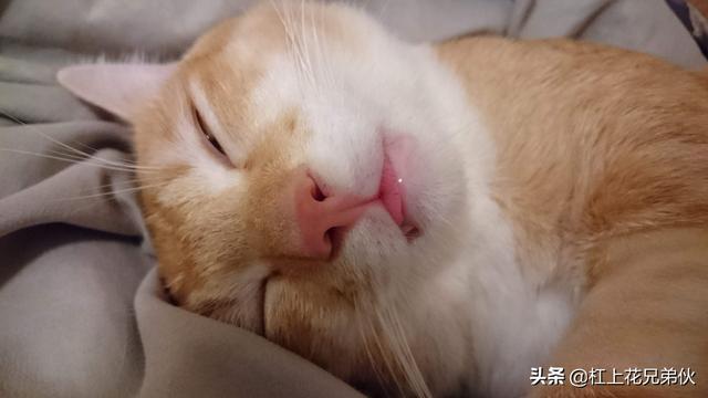 猫指甲套:宠物店如何给猫剪指甲？我家猫很不老实。会抓人？