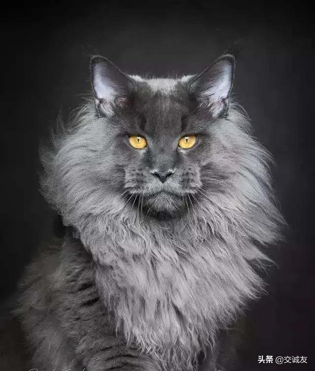 有知道这猫啥品种的吗