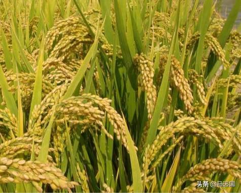 农民为什么把早稻卖掉,把晚稻留给自己吃？
