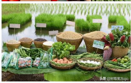 2020年穷人创业项目:2020年在农村创业，什么项目最赚钱
