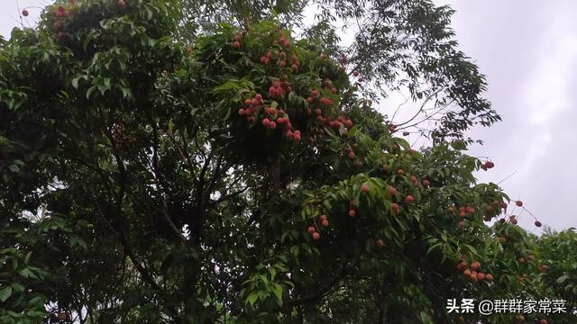 荔枝是热性的还是凉性的:荔枝上市，准妈妈可以吃荔枝吗，吃了会有什么影响