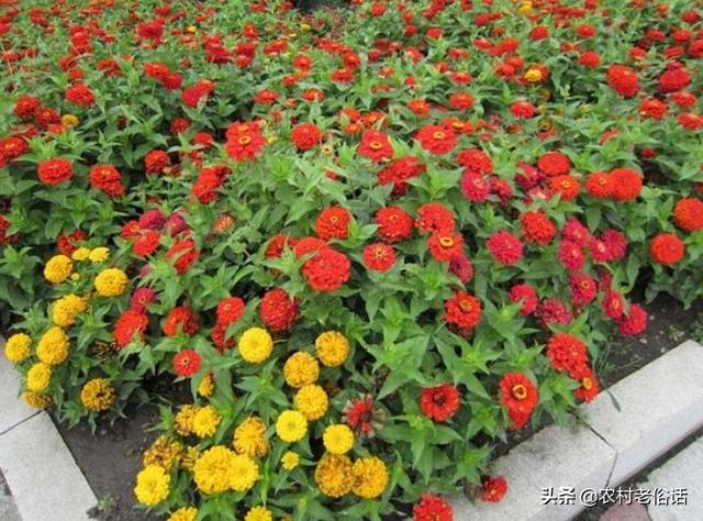 百日草种子:百日草不能重茬，当年是否可以？隔一年是否可以？