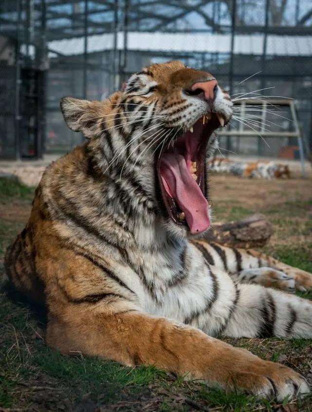 头条问答 - 在野外看到老虎,该打它哪里,它才会疼得跑掉?(4个回答)