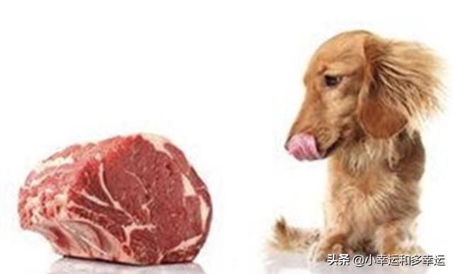 巴仙吉犬优缺点杰克罗素:怎么才能让狗狗长肉，要吃什么会长肉？ 巴仙吉犬优雅视频